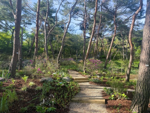 남산 국립극장 뒷편에 조성된 솔향길.