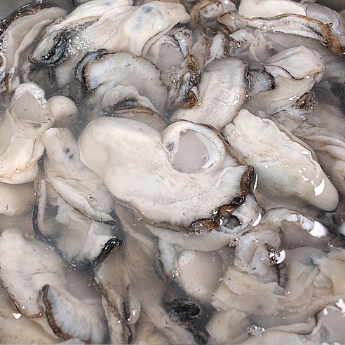 통영생굴 (제철수산물)