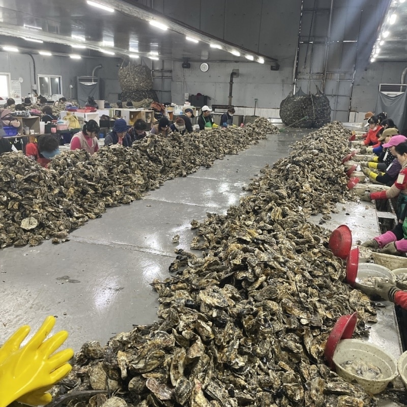 통영생굴 (제철수산물)